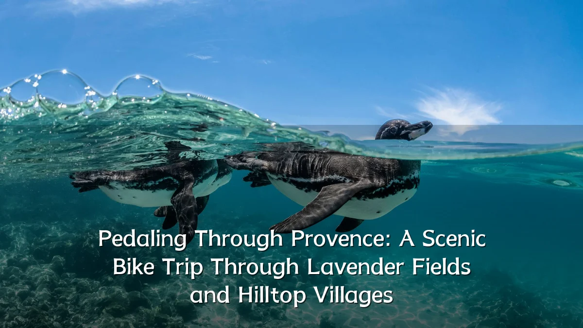 Pedaling Through Provence: A Scenic Bike Trip Through Lavender Fields and Hilltop Villages